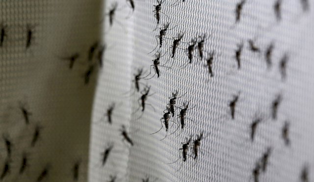 mosquitos
