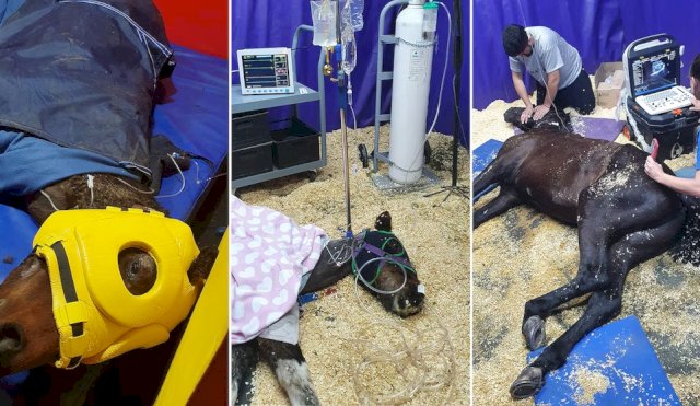 CRISIS HOSPITAL EQUINO